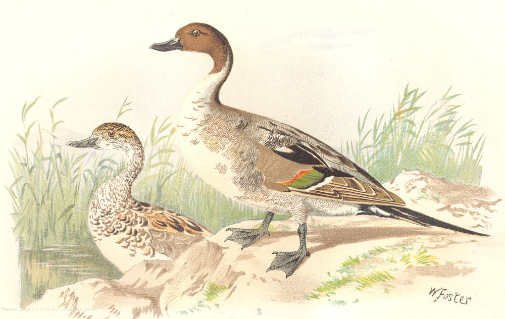 INDIAN GAME BIRDS. Pintail (Dafila Acuta). Chromolithograph. FINN 1915 print